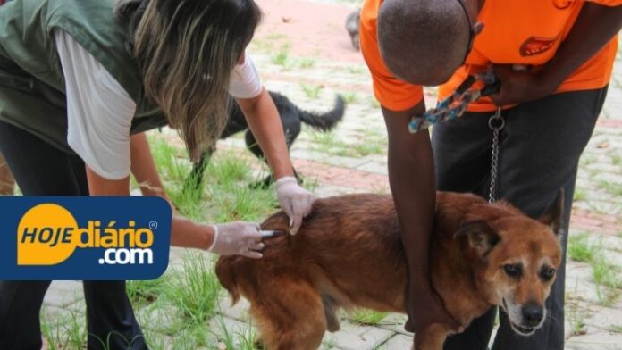 Vacinação cães e gatos