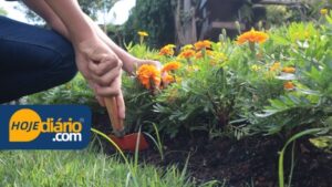 Suzano abre inscrições para curso gratuito de Jardinagem; Veja detalhes