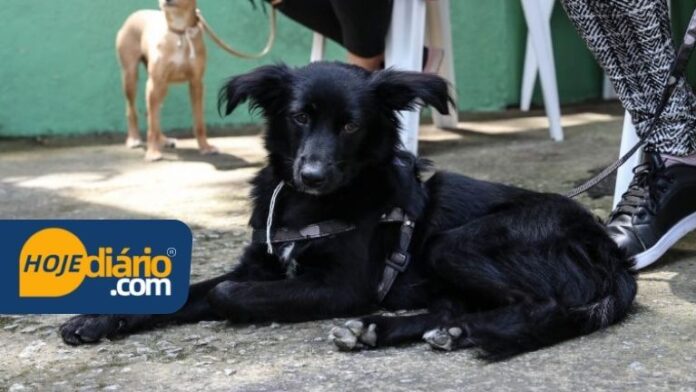 Cão cães cachorro cachorros