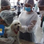 Em Suzano, instituto abre inscrições para curso de auxiliar veterinário com preços acessíveis; Confira