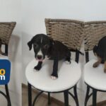 Glicério Boulevard, em Suzano, em parceria com a ONG Amparo Animal, terá feira de adoção com diversos animais, neste sábado (28)