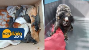 GCM de Suzano realiza resgate família de gambas, ouriços e até mesmo sagui durante o mês de setembro; 32 animais foram resgatados