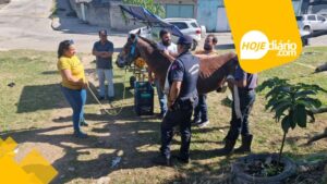 Dois cavalos são resgatados de situações de maus-tratos, em Suzano; animais estavam debilitados