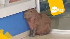 Capivara em Mogi das Cruzes