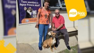 Cães resgatados em Mogi das Cruzes superam maus-tratos com ajuda do NUBEA e ganham nova chance