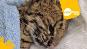 Triste: gato-do-mato é resgatado em Mogi das Cruzes, mas morre após atendimento emergencial