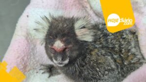Sagui é resgatado no Parque Centenário, em Mogi das Cruzes, e devolvido à natureza nesta segunda-feira (21)