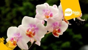 orquideas flores
