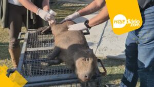 Capivara resgatada