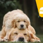 Encontro de golden retrievers, aulão de Fit Dance e atrações marcam programação de sábado (13) no Mogi Shopping, em Mogi das Cruzes; confira
