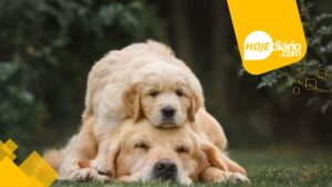 Golden Retriver