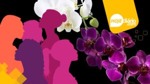 Miss Orquídeas