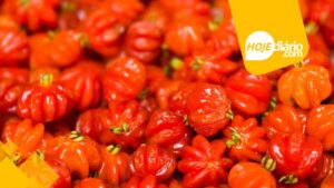 pitanga