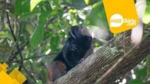 Macaco