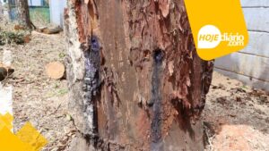 Maldade: árvores são envenenadas em Suzano, confirma Prefeitura; acusado por crime ambiental foi flagrado, identificado e responderá na Justiça árvore envenenada