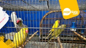 Guarda Ambiental de Itaquaquecetuba resgata quase 50 aves durante "Operação Pássaro Livre" GCM de Itaquaquecetuba