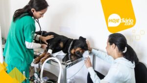 Ferraz de Vasconcelos oferece atendimento veterinário gratuito na clínica municipal Clinica animal Ferraz