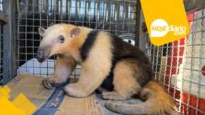 Tamanduá resgatado em Mogi