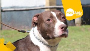 Cachorros vítimas de maus-tratos são resgatados em Suzano