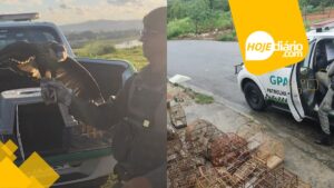 22 pássaros silvestres apreendidos