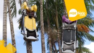 projeto-piloto de colheita mecanizada do açaí juçara na Mata Atlântica