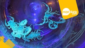 Escorpiões em Mogi das Cruzes