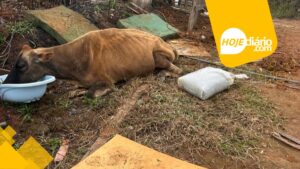 Prefeitura de Suzano resgata vaca e bezerro vítimas de maus-tratos na cidade Prefeitura de Suzano resgata vaca e bezerro vítimas de maus-tratos na cidade