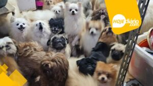 Polícia flagra mais de 70 cães em situação de maus-tratos em imóvel de Arujá; duas pessoas foram presas