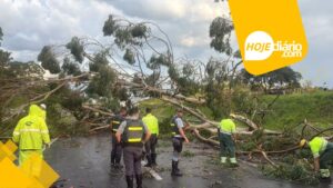 arvore cai na rodovia ayrton senna