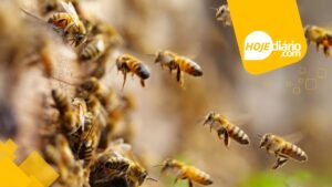 Policiais militares salvam mãe e filha de ataque de abelhas no bairro Vila Amorim, em Suzano abelhas voando