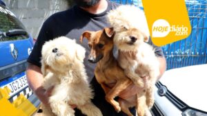 Cães resgatados Suzano