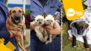 Mais de 80 animais aguardam adoção em Itaquá