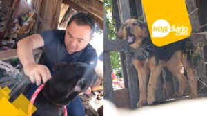 Cães resgatados em Suzano