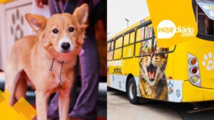 Mutirão de castração em Ferraz de Vasconcelos deve beneficiar cerca de 390 cães e gatos na Vila Olímpica Mutirão de castração em Ferraz