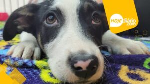 Itaquá Park Shopping promove feira de adoção de animais em Itaquaquecetuba neste sábado (31) Feira de Adoção Pet em Itaquá