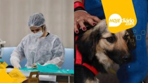 Mutirão de Castração em Suzano