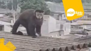 Macaco-prego circula por quintais e telhados e chama atenção de moradores no bairro Miguel Badra, em Suzano, neste domingo (08)