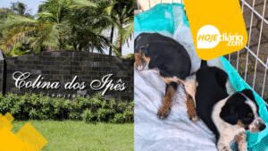 Grupo Colina promove ação de adoção de animais em Suzano neste sábado (07) Colina dos Ipês